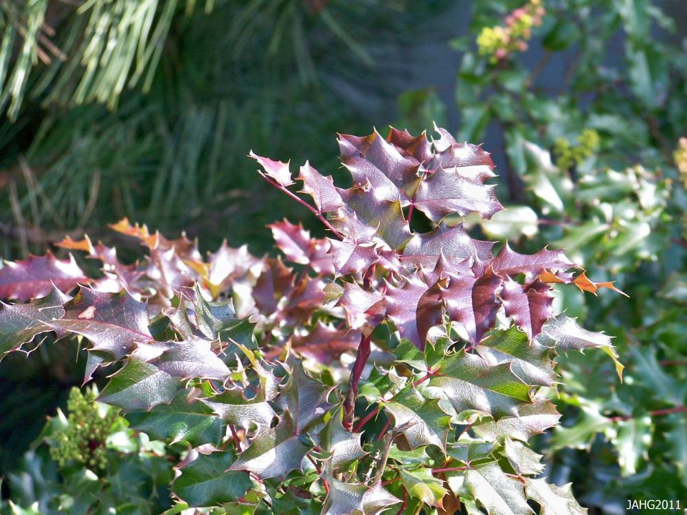 Leaves of Oregon Grape 