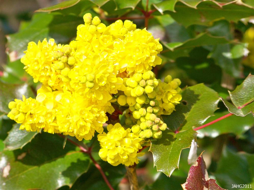Yellow Flowers 